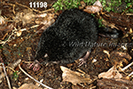 Condylura cristata, Star-nosed Mole
